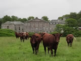 Beef Shorthorn heifers at their Summer grazing