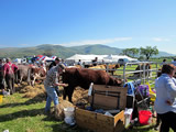 Stirling Show 2013