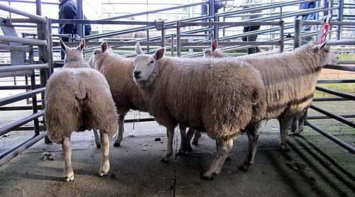     A pen of prime lambs from Shawhill were first in their class at Cumberland and Dumfriesshire Farmers Mart`s Christmas Show and Sale at Dumfries.  