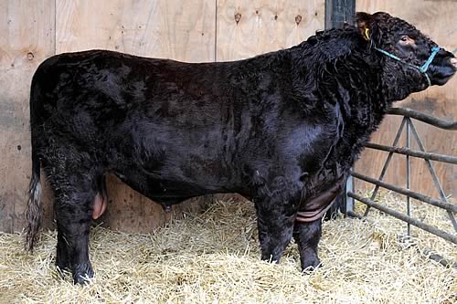 Fieldhouse Daphne 573800188 by Albion L`Anniversaire (a son of Dunsyre North Star) - one of our three in-calf heifers entered for the Stirling sales