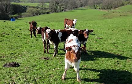 Shorthorn & Shorthorn cross calves, April & May born, by Vortrekker of Upsall & Alvie Blue Eyedboy