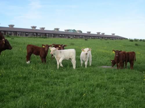 2017 calves by Shawhill Freedom