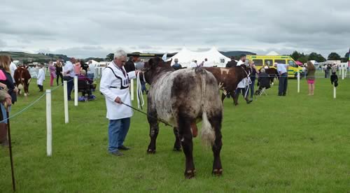 Shawhill Leroy at Dumfries Show