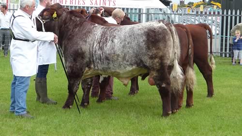 Shawhill Leroy at Dumfries Show