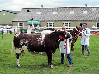 Shawhill Henderson Reserve Junior Champion Beef Shorthorn, Great Yorkshire Show, 2015