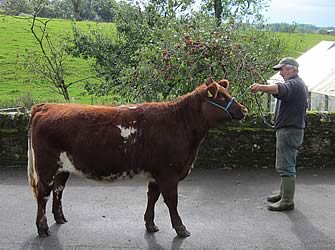 In-calf heifer, sold Stirling, October 2011 – 2,500gns to James Rock