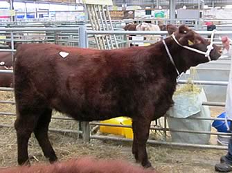 In-calf heifer, sold Stirling, October 2011 2,000gns to Morrison Farms