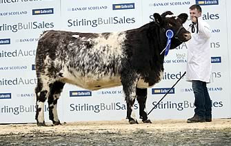 Shawhill Florence Gertrude, reserve champion female & 3,500gns. to Laga Farms, Orkney, at Stirling Sales, October 2014