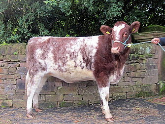 In calf heifer, sold Stirling Sales, October 2012, 2,200gns. to Mr J. Lomas
