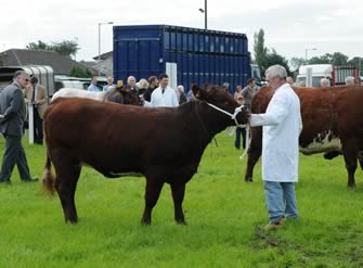 Outrawcliffe Emilly, reserve champion, Dumfries & Lockerbie Show, 2012