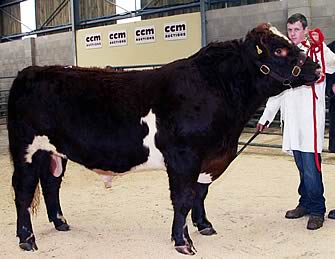 Shawhill Edward, champion bull at Skipton Sales 2012, 2,600gns. to Mr F.W. Graham