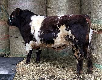 Shawhill Evaristus, sold Stirling Sales, February 2013, 4,000gns to Aucheneck Estates