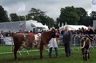 Fieldhouse Florence Anita, Champion Beef Shorthorn, Westmorland County Show & 1st prize Dumfries Show, 2013