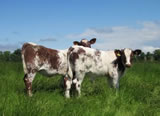 2012 Calves