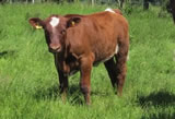 2012 Calves