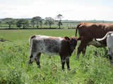 2012 Calves