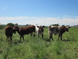 2012 Calves