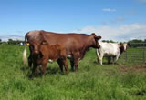 2012 Calves