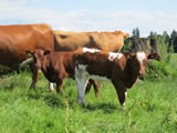 2012 Calves