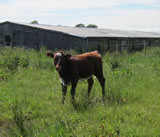 2012 Calves