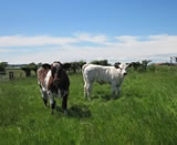 2012 Calves