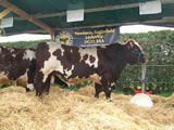 Dumfries Show, 2012, Shawhill Einstein