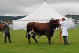Dumfries Show 2010