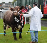 Dumfries Show 2010