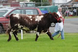 Dumfries Show 2012, Shawhill Evaristus