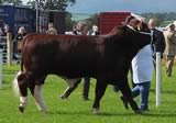 Dumfries Show 2017