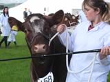 Dumfries Show 2017