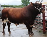 Our principal Beef Shorthorn stock bull – Alvie Blue Eyedboy. Canadian bred - sired by Wolf Willow Major Leroy, Blue Eyedboy was reserve senior bull at Stirling sales, February 2010.