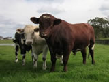Connor of Upsall – bought as calf at foot at Upsall Centenary Sale, used on pedigree females & hill cows. +60 for 600 day growth. For sale autumn 2011.  