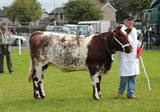 Sandwick Celtic Rose – reserve champion Beef Shorthorn, Dumfries show 2010.
