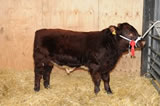 Shawhill Douglas as 1st in class at Beef Shorthorn calf show, Carlisle Agri-Expo 2010. For sale autumn 2011.