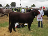 Shawhill Douglas as reserve champion Beef Shorthorn, North Yorkshire County Show 2011.  For sale autumn 2011.
