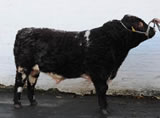 Christopher of Upsall – bought as calf at foot at Upsall Centenary Sale. Top price (equal) at Skipton sales, 2010.
