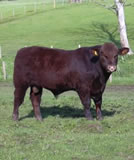 Shawhill Donald. +62 for 600 day growth. For sale autumn 2011.