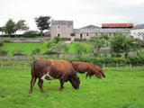 Alvie Blue Eyedboy with cows at Newlands.