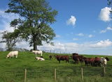 Beef Shorthorns with calves at Newlands