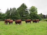 Beef Shorthorn heifers at their Summer grazing