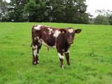 2011 bull calf by Alvie Blue Eyedboy