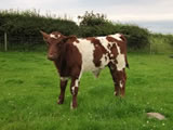 2011 bull calf by Alvie Blue Eyedboy