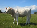 2011 heifer calf by Tarrant Arnie