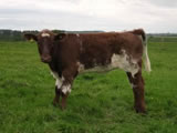 2011 heifer calf by Alvie Blue Eyedboy