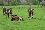 Calves 2014