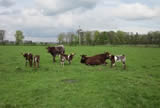 Calves 2014