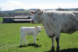 Calves 2014