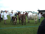 Dumfries Show 2014
