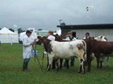 Dumfries Show 2014